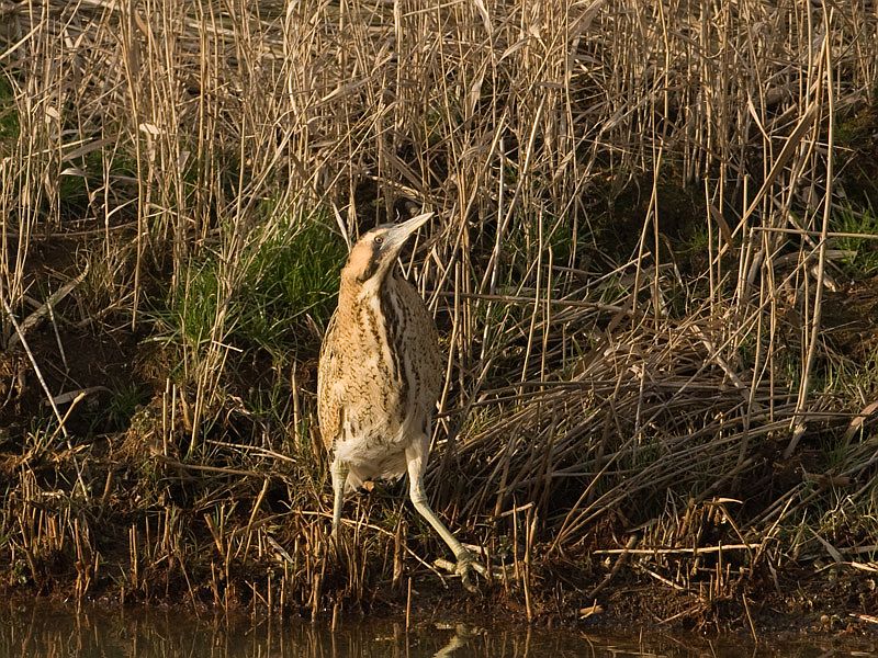 Botaurus stellaris Roerdomp Great Bittern